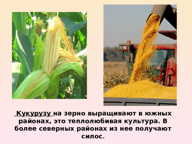  Кукурузу на зерно выращивают в южных районах , это теплолюбивая культура. В более северных районах из нее получают силос . 
