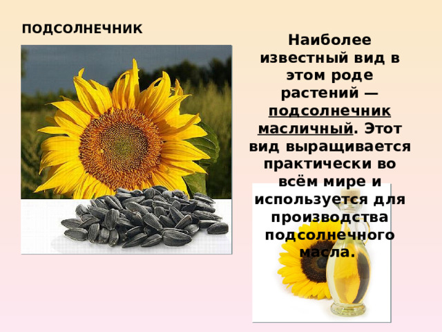 ПОДСОЛНЕЧНИК Наиболее известный вид в этом роде растений — подсолнечник  масличный . Этот вид выращивается практически во всём мире и используется для производства подсолнечного масла. 