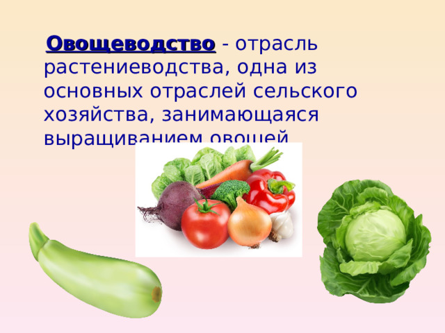 Овощеводство - отрасль растениеводства, одна из основных отраслей сельского хозяйства, занимающаяся выращиванием овощей. 