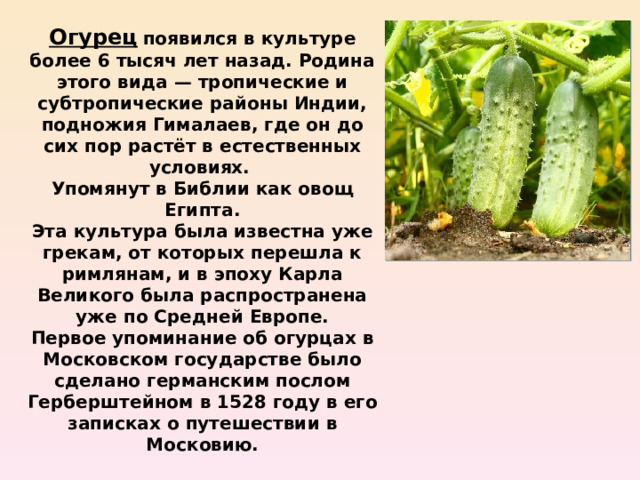 Огурец  появился в культуре более 6 тысяч лет назад. Родина этого вида — тропические и субтропические районы Индии, подножия Гималаев, где он до сих пор растёт в естественных условиях. Упомянут в Библии как овощ Египта. Эта культура была известна уже грекам, от которых перешла к римлянам, и в эпоху Карла Великого была распространена уже по Средней Европе. Первое упоминание об огурцах в Московском государстве было сделано германским послом Герберштейном в 1528 году в его записках о путешествии в Московию. 