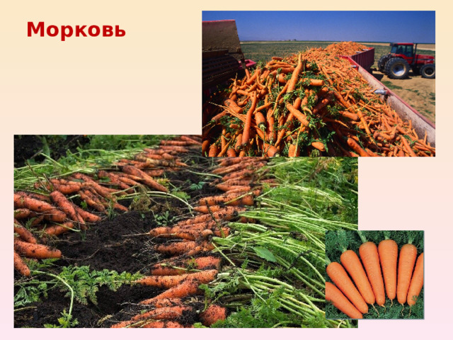 Морковь 