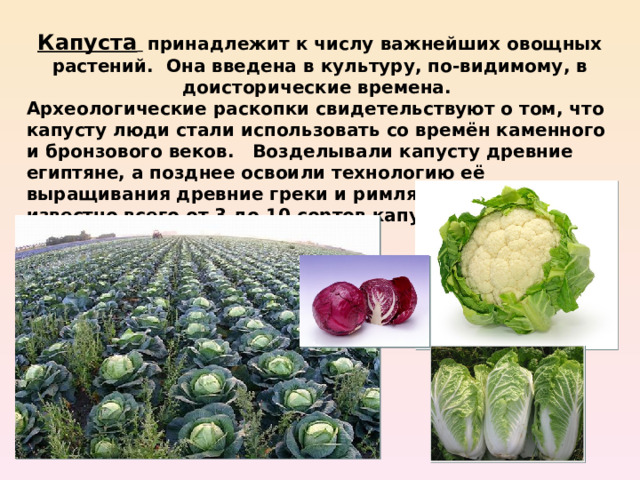 Капуста   принадлежит к числу важнейших овощных растений. Она введена в культуру, по-видимому, в доисторические времена. Археологические раскопки свидетельствуют о том, что капусту люди стали использовать со времён каменного и бронзового веков. Возделывали капусту древние египтяне, а позднее освоили технологию её выращивания древние греки и римляне, им было известно всего от 3 до 10 сортов капусты. 
