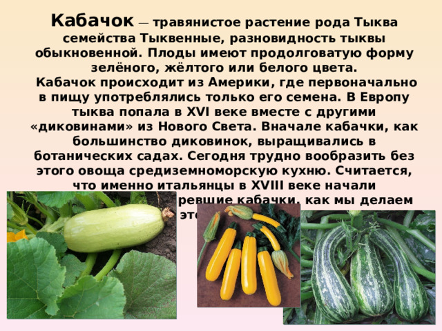 Кабачок — травянистое растение рода Тыква семейства Тыквенные, разновидность тыквы обыкновенной. Плоды имеют продолговатую форму зелёного, жёлтого или белого цвета.  Кабачок происходит из Америки, где первоначально в пищу употреблялись только его семена. В Европу тыква попала в XVI веке вместе с другими «диковинами» из Нового Света. Вначале кабачки, как большинство диковинок, выращивались в ботанических садах. Сегодня трудно вообразить без этого овоща средиземноморскую кухню. Считается, что именно итальянцы в XVIII веке начали использовать недозревшие кабачки, как мы делаем это сегодня. 