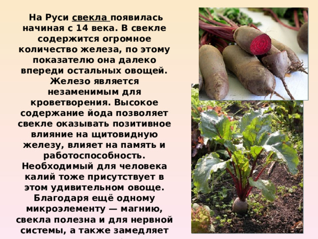  На Руси свекла появилась начиная с 14 века. В свекле содержится огромное количество железа, по этому показателю она далеко впереди остальных овощей. Железо является незаменимым для кроветворения. Высокое содержание йода позволяет свекле оказывать позитивное влияние на щитовидную железу, влияет на память и работоспособность. Необходимый для человека калий тоже присутствует в этом удивительном овоще. Благодаря ещё одному микроэлементу — магнию, свекла полезна и для нервной системы, а также замедляет воспалительные процессы. 