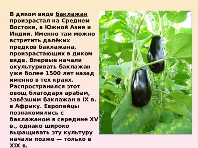 В диком виде баклажан произрастал на Среднем Востоке, в Южной Азии и Индии. Именно там можно встретить далёких предков баклажана, произрастающих в диком виде. Впервые начали окультуривать баклажан уже более 1500 лет назад именно в тех краях. Распространился этот овощ благодаря арабам, завёзшим баклажан в IX в. в Африку. Европейцы познакомились с баклажаном в середине XV в., однако широко выращивать эту культуру начали позже — только в XIX в. 