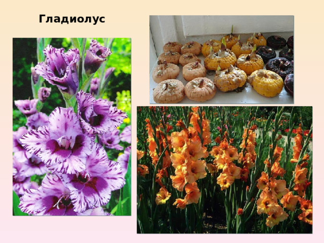 Гладиолус 