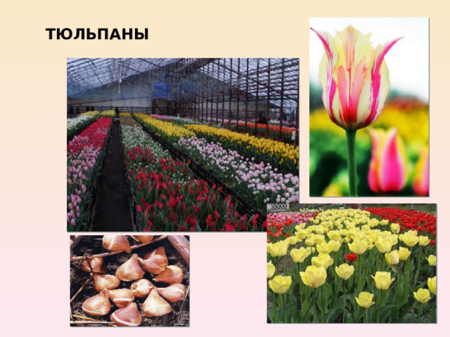 ТЮЛЬПАНЫ 
