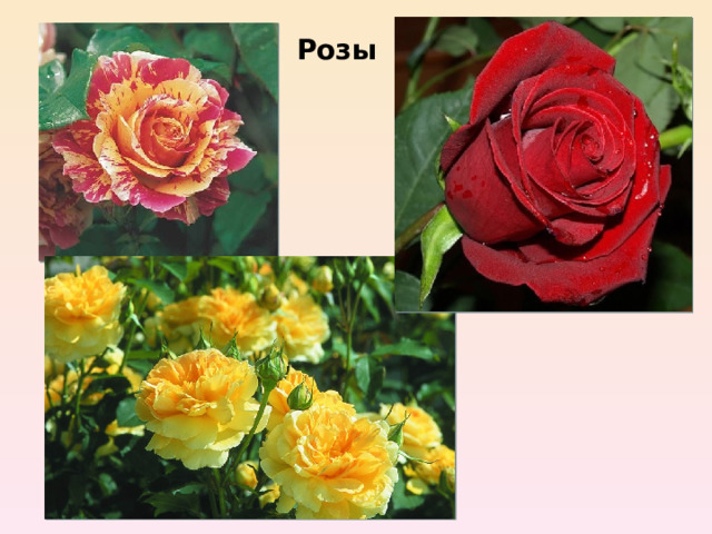 Розы 
