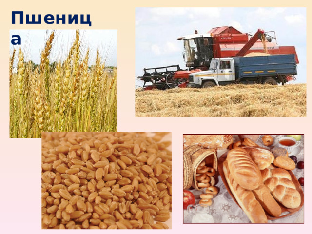 Пшеница 