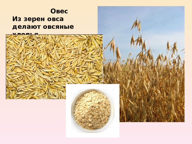  Овес Из зерен овса делают овсяные хлопья 