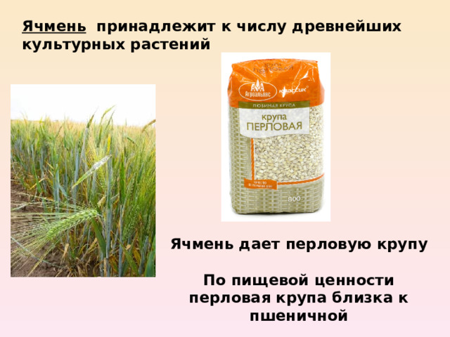 Ячмень принадлежит к числу древнейших культурных растений Ячмень дает перловую крупу  По пищевой ценности перловая крупа близка к пшеничной 