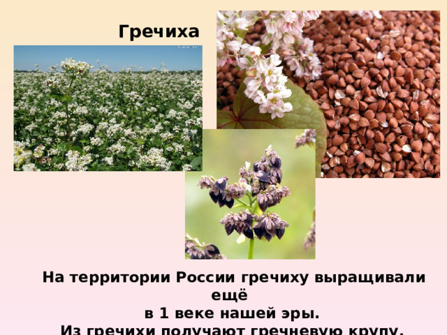 Гречиха  На территории России гречиху выращивали ещё в 1 веке нашей эры. Из гречихи получают гречневую крупу.  