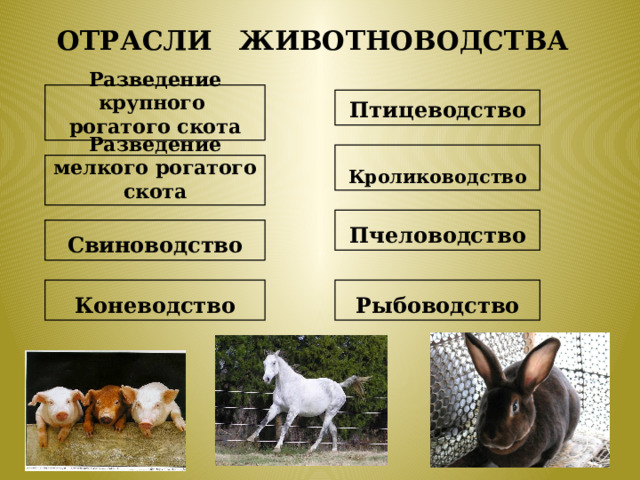 Отрасли животноводства Разведение крупного рогатого скота Птицеводство Кролиководство Разведение мелкого рогатого скота Пчеловодство Свиноводство Рыбоводство Коневодство 