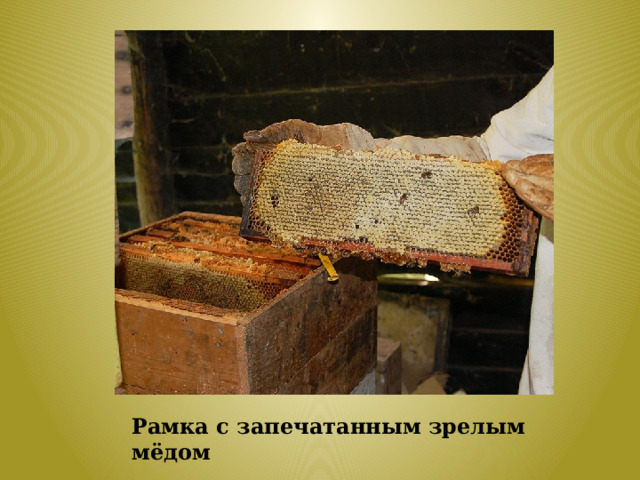 Рамка с запечатанным зрелым мёдом 