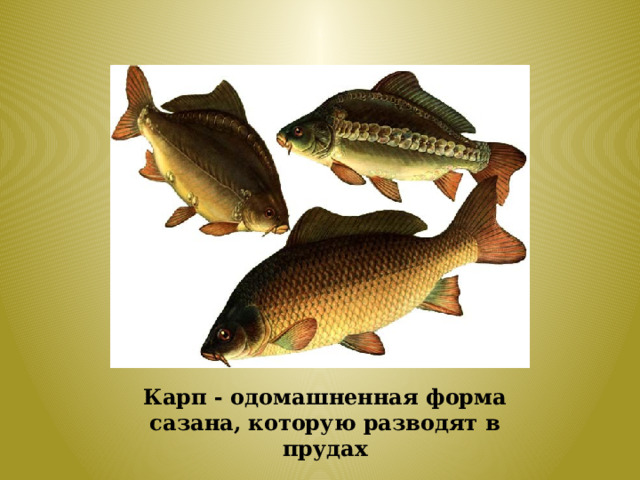 Карп - одомашненная форма сазана, которую разводят в прудах 