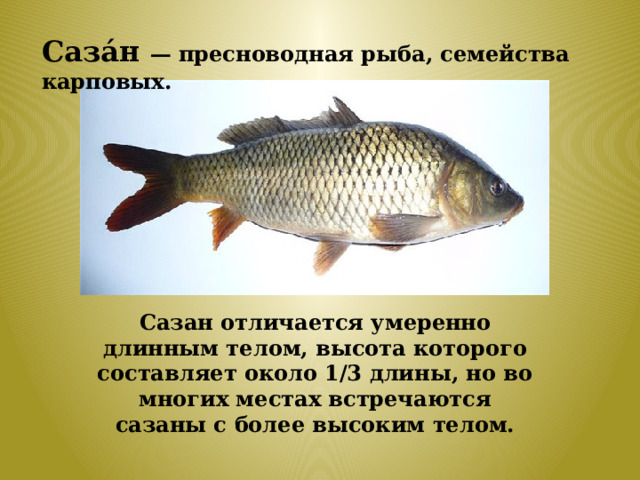 Саза́н — пресноводная рыба, семейства карповых. Сазан отличается умеренно длинным телом, высота которого составляет около 1/3 длины, но во многих местах встречаются сазаны с более высоким телом. 
