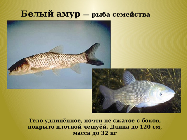 Белый амур — рыба семейства карповых. Тело удлинённое, почти не сжатое с боков, покрыто плотной чешуёй. Длина до 120 см, масса до 32 кг 