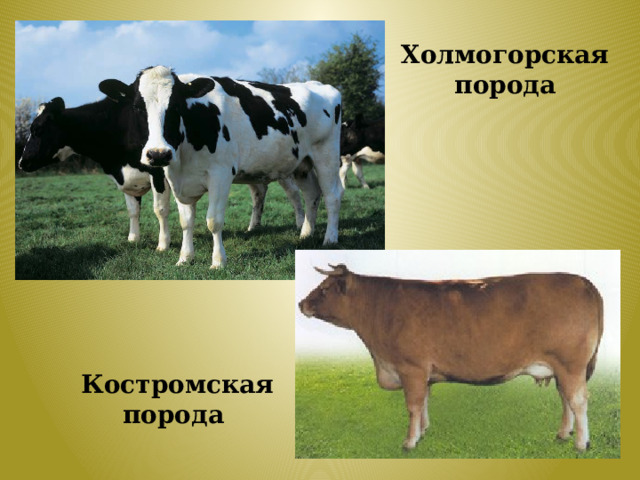 Холмогорская порода Костромская порода 