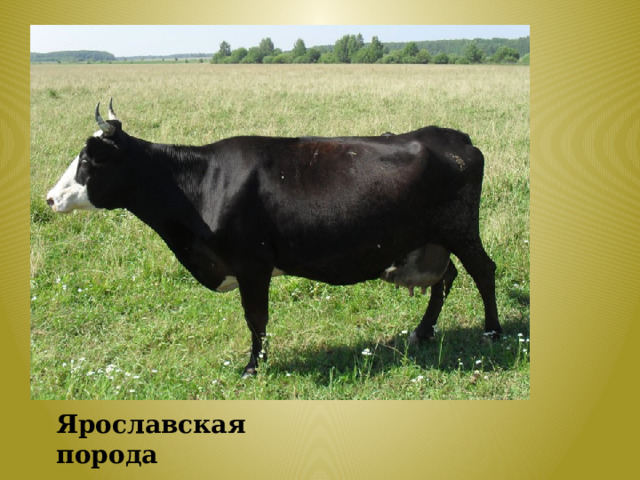 Ярославская порода 