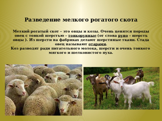 Разведение мелкого рогатого скота   Мелкий рогатый скот – это овцы и козы. Очень ценятся породы овец с тонкой шерстью – тонкорунные (от слова руно – шерсть овцы ). Из шерсти на фабриках делают шерстяные ткани. Стада овец называют отарами .  Коз разводят ради питательного молока, шерсти и очень тонкого мягкого и шелковистого пуха.    
