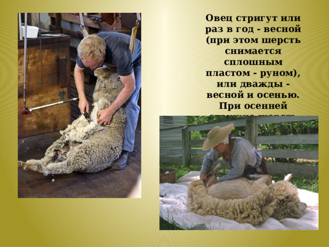 Овец стригут или раз в год - весной (при этом шерсть снимается сплошным пластом - руном), или дважды - весной и осенью. При осенней стрижке шерсть получается в виде клочков. 