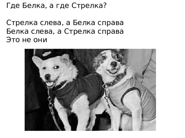  Где Белка, а где Стрелка?   Стрелка слева, а Белка справа  Белка слева, а Стрелка справа  Это не они   