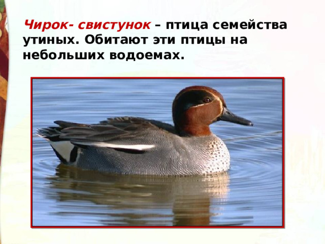 Чирок- свистунок  – птица семейства утиных. Обитают эти птицы на небольших водоемах.  