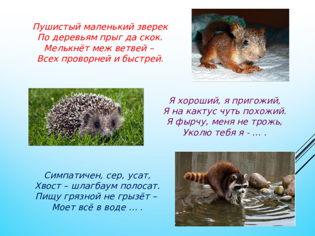 Пушистый маленький зверек По деревьям прыг да скок. Мелькнёт меж ветвей – Всех проворней и быстрей. Я хороший, я пригожий, Я на кактус чуть похожий. Я фырчу, меня не трожь, Уколю тебя я - … . Симпатичен, сер, усат, Хвост – шлагбаум полосат. Пищу грязной не грызёт – Моет всё в воде … . 