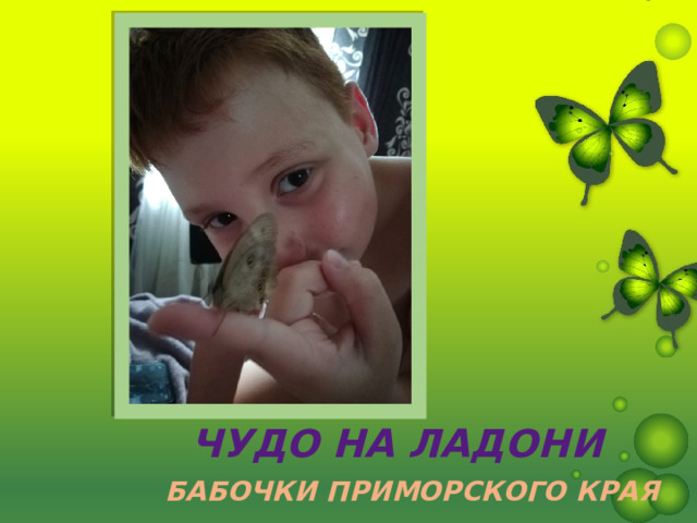 Чудо на ладони БАБОЧКИ ПРИМОРСКОГО КРАЯ 