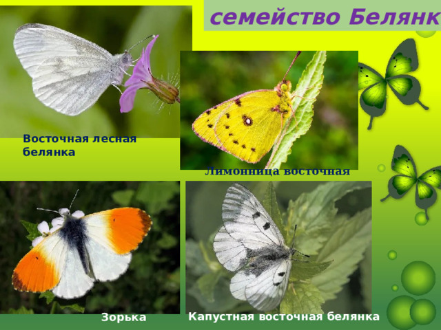 семейство Белянки Восточная лесная белянка Лимонница восточная Капустная восточная белянка Зорька 
