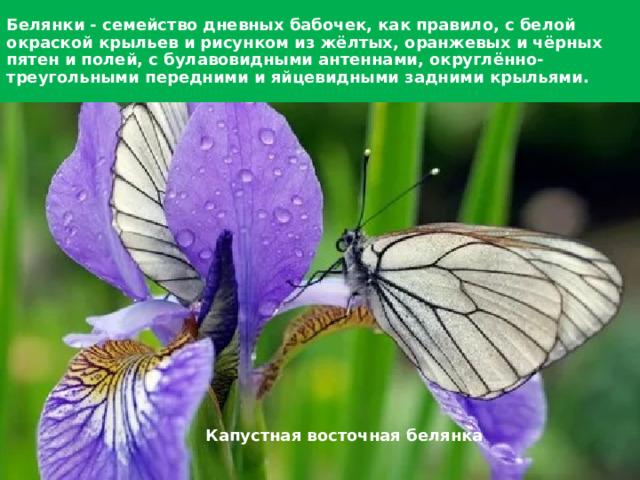 Белянки - семейство дневных бабочек, как правило, с белой окраской крыльев и рисунком из жёлтых, оранжевых и чёрных пятен и полей, с булавовидными антеннами, округлённо-треугольными передними и яйцевидными задними крыльями. Капустная восточная белянка 