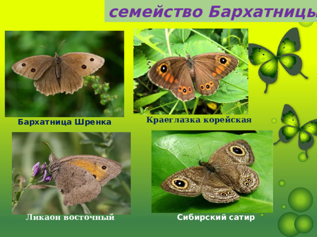 семейство Бархатницы Краеглазка корейская   Бархатница Шренка Сибирский сатир Ликаон восточный  