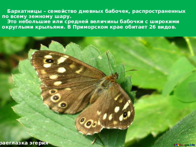  Бархатницы – семейство дневных бабочек, распространенных по всему земному шару.  Это небольшие или средней величины бабочки с широкими округлыми крыльями. В Приморском крае обитает 26 видов. Краеглазка эгерия  