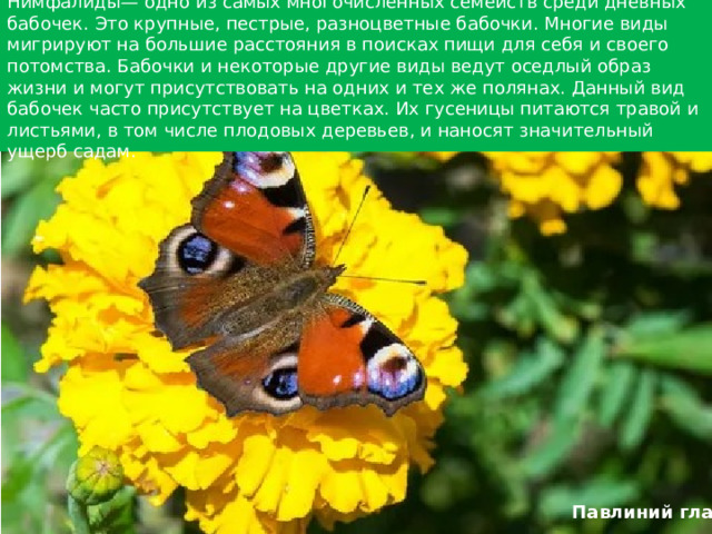  Нимфалиды— одно из самых многочисленных семейств среди дневных бабочек. Это крупные, пестрые, разноцветные бабочки. Многие виды мигрируют на большие расстояния в поисках пищи для себя и своего потомства. Бабочки и некоторые другие виды ведут оседлый образ жизни и могут присутствовать на одних и тех же полянах. Данный вид бабочек часто присутствует на цветках. Их гусеницы питаются травой и листьями, в том числе плодовых деревьев, и наносят значительный ущерб садам.   Павлиний глаз 