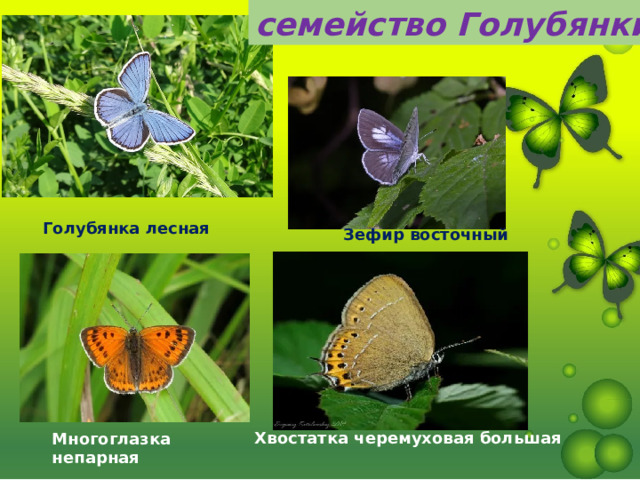 семейство Голубянки Голубянка лесная Зефир восточный Хвостатка черемуховая большая Многоглазка непарная 