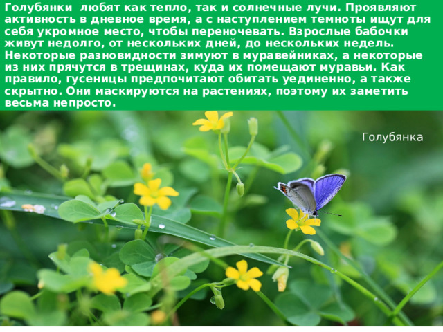 Голубянки любят как тепло, так и солнечные лучи. Проявляют активность в дневное время, а с наступлением темноты ищут для себя укромное место, чтобы переночевать. Взрослые бабочки живут недолго, от нескольких дней, до нескольких недель. Некоторые разновидности зимуют в муравейниках, а некоторые из них прячутся в трещинах, куда их помещают муравьи. Как правило, гусеницы предпочитают обитать уединенно, а также скрытно. Они маскируются на растениях, поэтому их заметить весьма непросто. Голубянка  