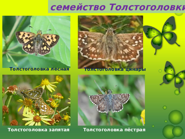 семейство Толстоголовки  Толстоголовка лесная Толстоголовка цинары Толстоголовка пёстрая Толстоголовка запятая 