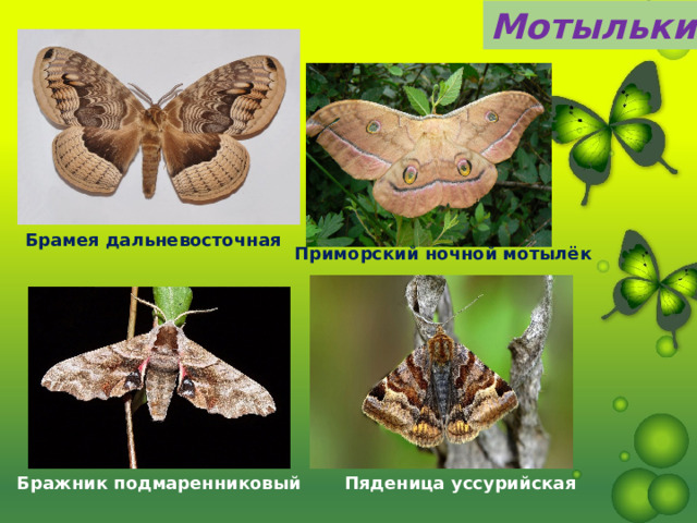 Мотыльки Брамея дальневосточная Приморский ночной мотылёк Пяденица уссурийская Бражник подмаренниковый 