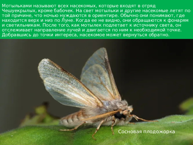 Мотыльками называют всех насекомых, которые входят в отряд Чешуекрылых, кроме бабочек. На свет мотыльки и другие насекомые летят по той причине, что ночью нуждаются в ориентире. Обычно они понимают, где находится верх и низ по Луне. Когда ее не видно, они обращаются к фонарям и светильникам. После того, как мотылек подлетает к источнику света, он отслеживает направление лучей и двигается по ним к необходимой точке. Добравшись до точки интереса, насекомое может вернуться обратно. Сосновая плодожорка 