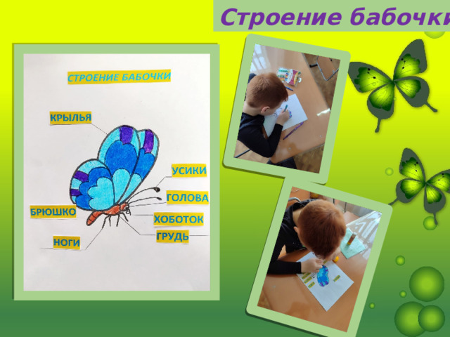 Строение бабочки 
