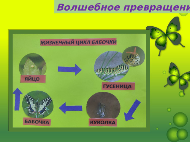 Волшебное превращение 