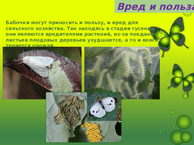 Вред и польза Бабочки могут приносить и пользу, и вред для сельского хозяйства. Так находясь в стадии гусениц, они являются вредителями растений, из-за поедания листьев плодовых деревьев ухудшается, а то и вовсе теряется урожай. 