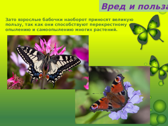 Вред и польза Зато взрослые бабочки наоборот приносят великую пользу, так как они способствуют перекрестному опылению и самоопылению многих растений. 