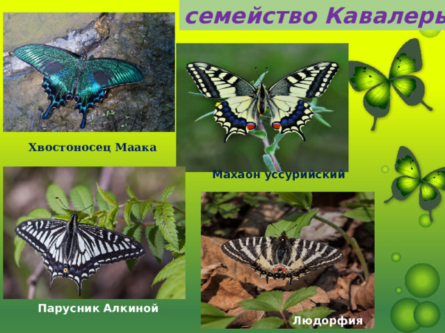 семейство Кавалеры   Хвостоносец Маака     Махаон уссурийский Парусник Алкиной Людорфия   