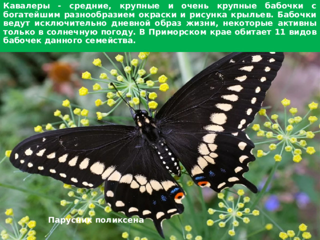 Кавалеры - средние, крупные и очень крупные бабочки с богатейшим разнообразием окраски и рисунка крыльев. Бабочки ведут исключительно дневной образ жизни, некоторые активны только в солнечную погоду. В Приморском крае обитает 11 видов бабочек данного семейства.   Парусник поликсена  