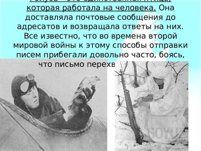 Голубь – это единственная птица, которая работала на человека.  Она доставляла почтовые сообщения до адресатов и возвращала ответы на них. Все известно, что во времена второй мировой войны к этому способы отправки писем прибегали довольно часто, боясь, что письмо перехватят враги.    