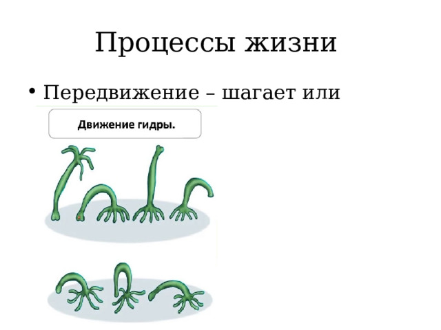 Процессы жизни Передвижение – шагает или кувыркается 
