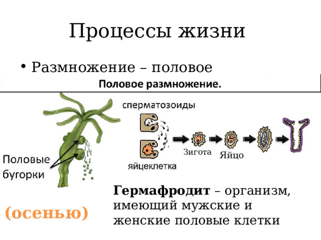 Процессы жизни Размножение – половое Зигота Яйцо Гермафродит – организм, имеющий мужские и женские половые клетки (осенью) 