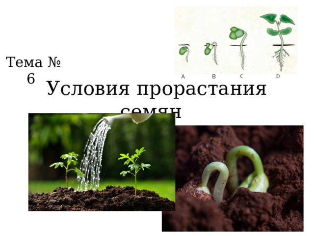 Тема № 6 Условия прорастания семян 