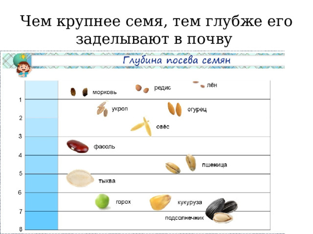 Чем крупнее семя, тем глубже его заделывают в почву 
